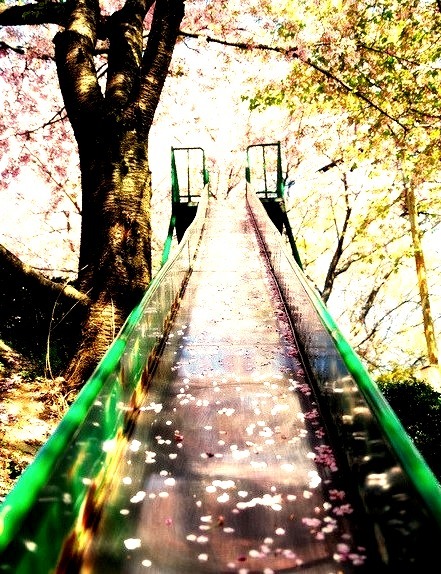 Cherry Blossom Slide, Sakura, Japan 