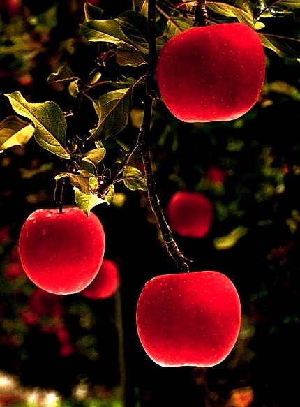Red Delicious, Japan