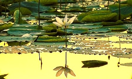 Lotus Blossom Reflection, Sukhna Lake, India