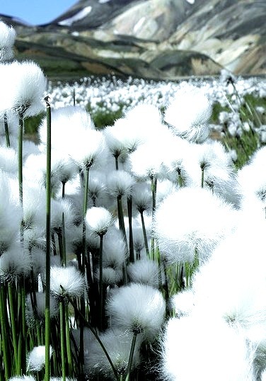 Fluffy fields in Landmannalaugar, Iceland