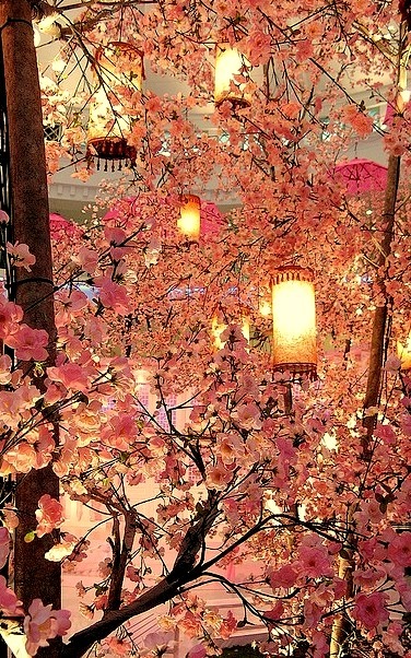 Cherry Blossom Lanterns, Malaysia