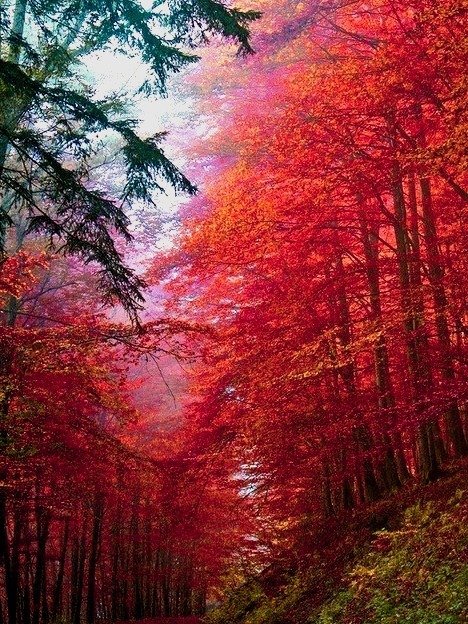 Autumn Forest, Saxony, Germany