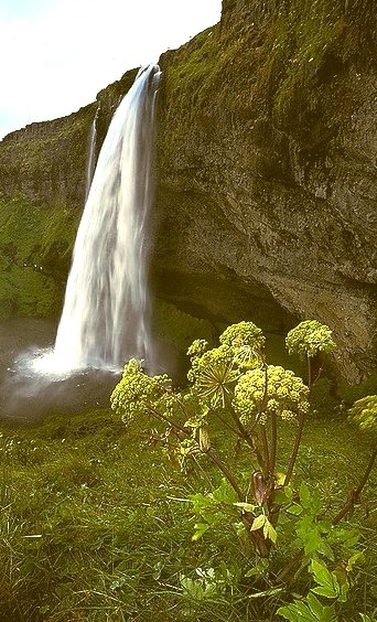 Seljalandsfoss, one of the most famous waterfalls of Iceland