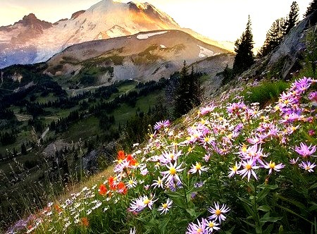 Wildflowers, Mt. Rainier, Washington