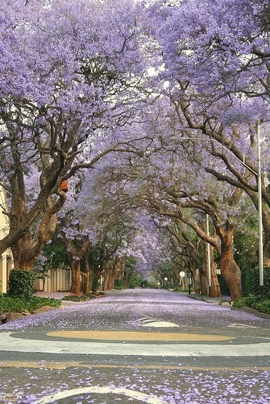 Spring in Johannesburg, South Africa