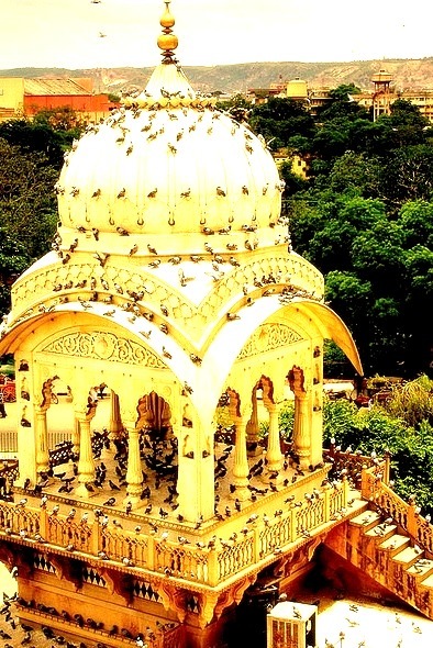 Pigeons invading Birla Temple in Jaipur, India