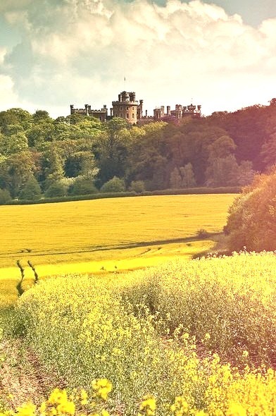 Belvoir Castle overlooking the yellow fields of Leicestershire, England