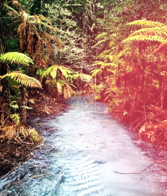 Clear thermal stream in Whakarewarewa Redwoods Forest, Rotorua / New Zealand